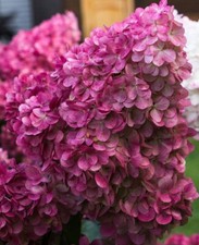 Hydrangea Flowering Shrub  Wims Red IN 1.5  LTR POT , NOW PRUNED BACK FOR WINTER