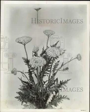 1953 Press Photo Achillea "Gold Plate" flower - afa58799