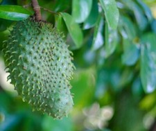 Soursop Guanabana 1.5-3 Ft Tall. We Ship To All States