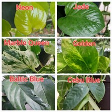 10 Pothos Cutting Bundle Neon, Global Green, Marble Queen, Manjula, Jade Etc.
