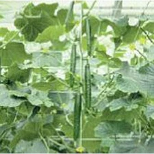 Tasty Jade Cucumbers Seeds (25+ Seeds)(More Heirloom, Organic, Non GMO, Vegetabl