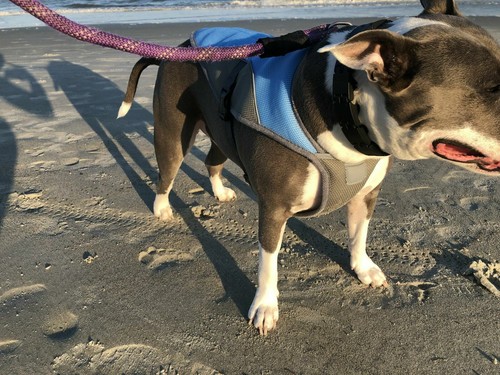 BULPET Hot Summer Dog Pet Cooling Vest Adjustable Breathable Different Sizes - Picture 9 of 12