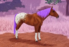 🐎 Wild Horse Islands 🐎 Amethyst IUH Chestnut Blanket Appaloosa