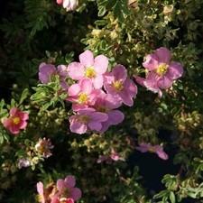 Potentilla Fruiticosa Pink Beauty Flowering Shrub
