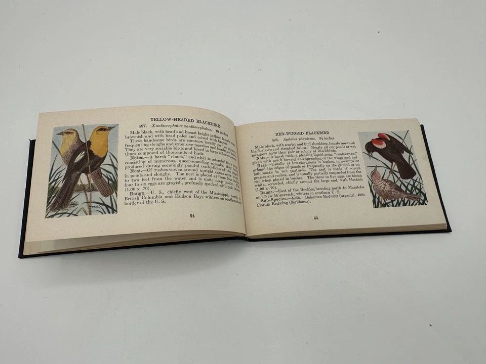 Bird Guide Land Birds East of the Rockies   by Chester Reed 1909 Vintage  - Image 4 of 4