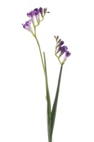 artplants Deko Zweig Freesie Sverina, Lila, 80Cm