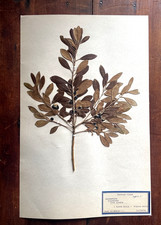 Antique Herbarium Pressed Botanical Specimen 1940s - Black Holly  11" x 17"