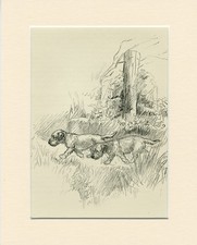 BORDER TERRIER  DOGS VINTAGE 1939 RARE DOG AR...