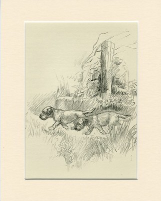 BORDER TERRIER  DOGS VINTAGE 1939 RARE DOG ART PRINT by ARTIST K F BARKER