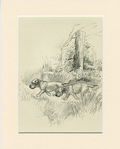BORDER TERRIER  DOGS VINTAGE 1939 RARE DOG ART PRINT by ARTIST K F BARKER