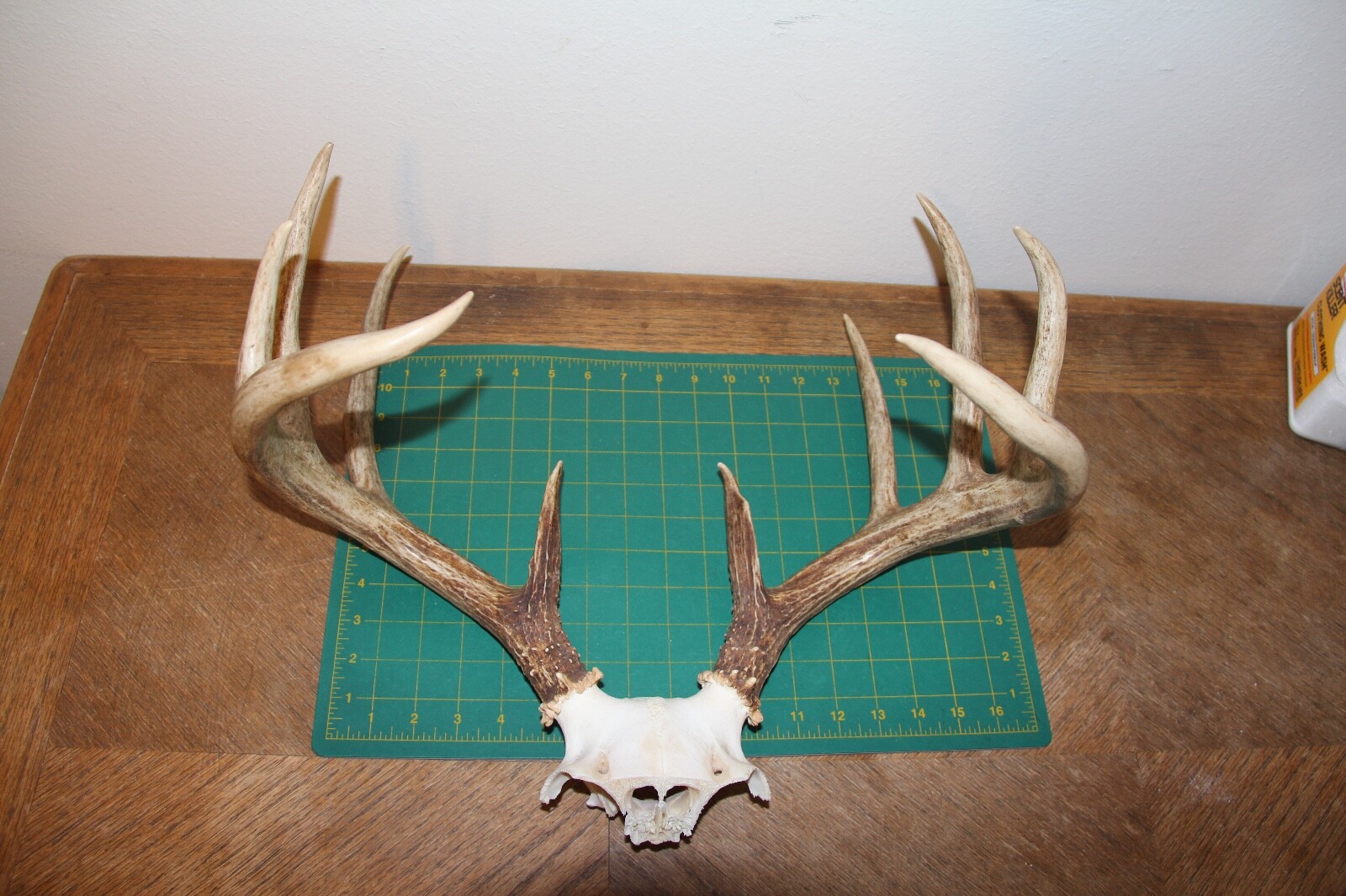 Beautiful 5X5 Whitetail Deer Rack skull plate antlers mount 1 / sheds