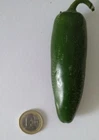 30 SEEDS JALAPEÑO JUMBO EXTRA GRANDE CHILE SEEDS SPICY PEPPER