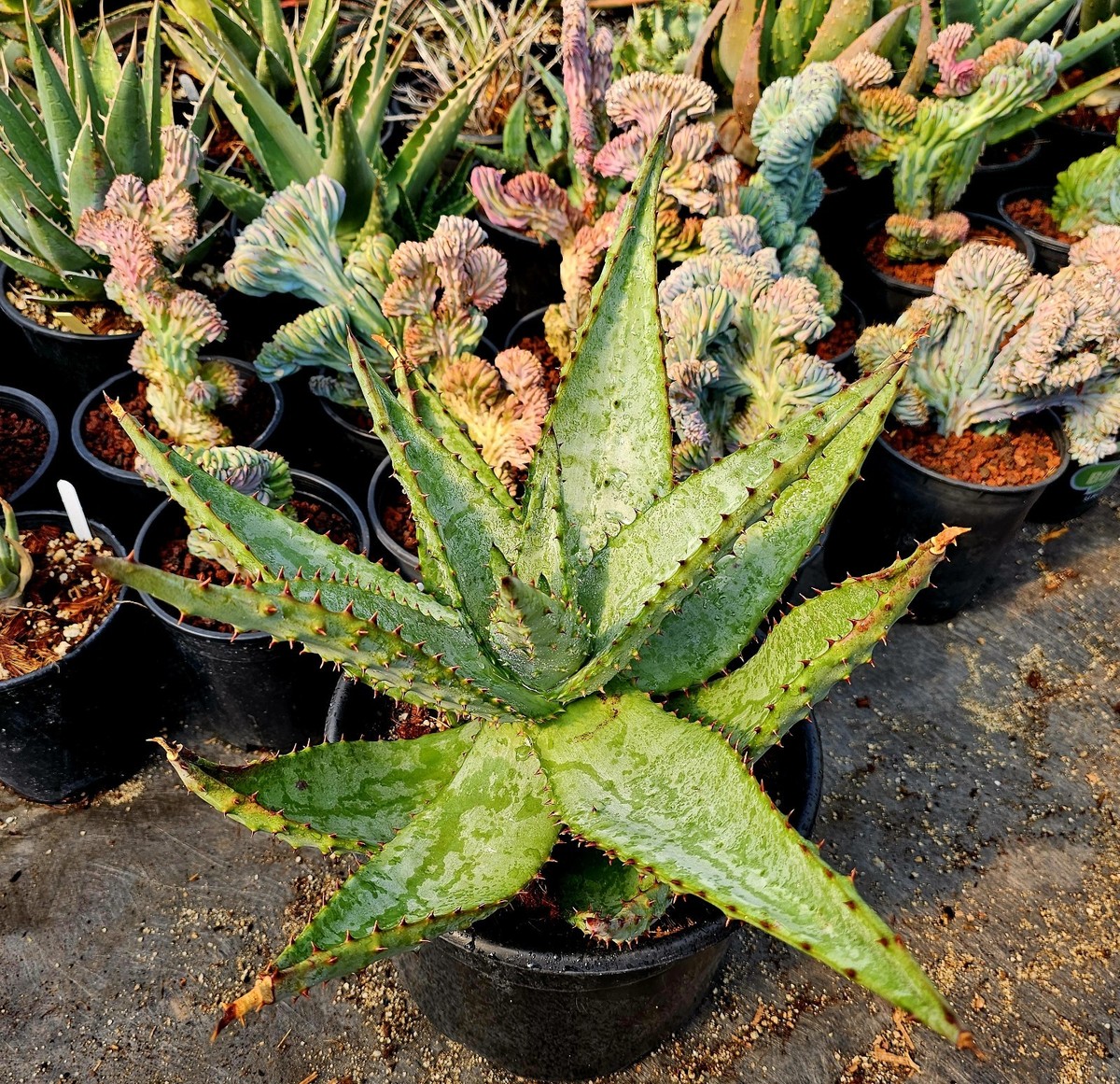 3g Aloe Excelsa: Rare South African Tree Aloe, Seed Grown | eBay