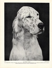 1930s Antique ENGLISH SETTER Dog Print Champion Punch of Fermanar 6168n