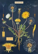 Cavallini & Co. Dandelion Chart Poster, Archival Paper, Matte