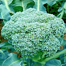 301+Green SPROUTING BROCCOLI Seeds Organic Heirloom Cool Season Vegetable Garden