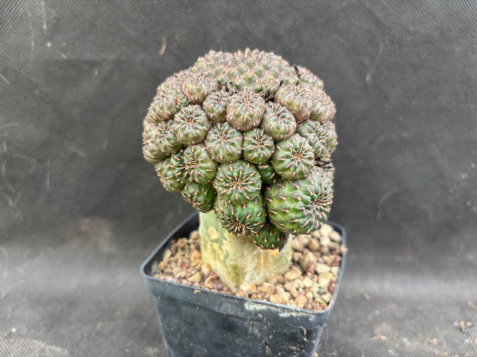 Foto 12 di 15
