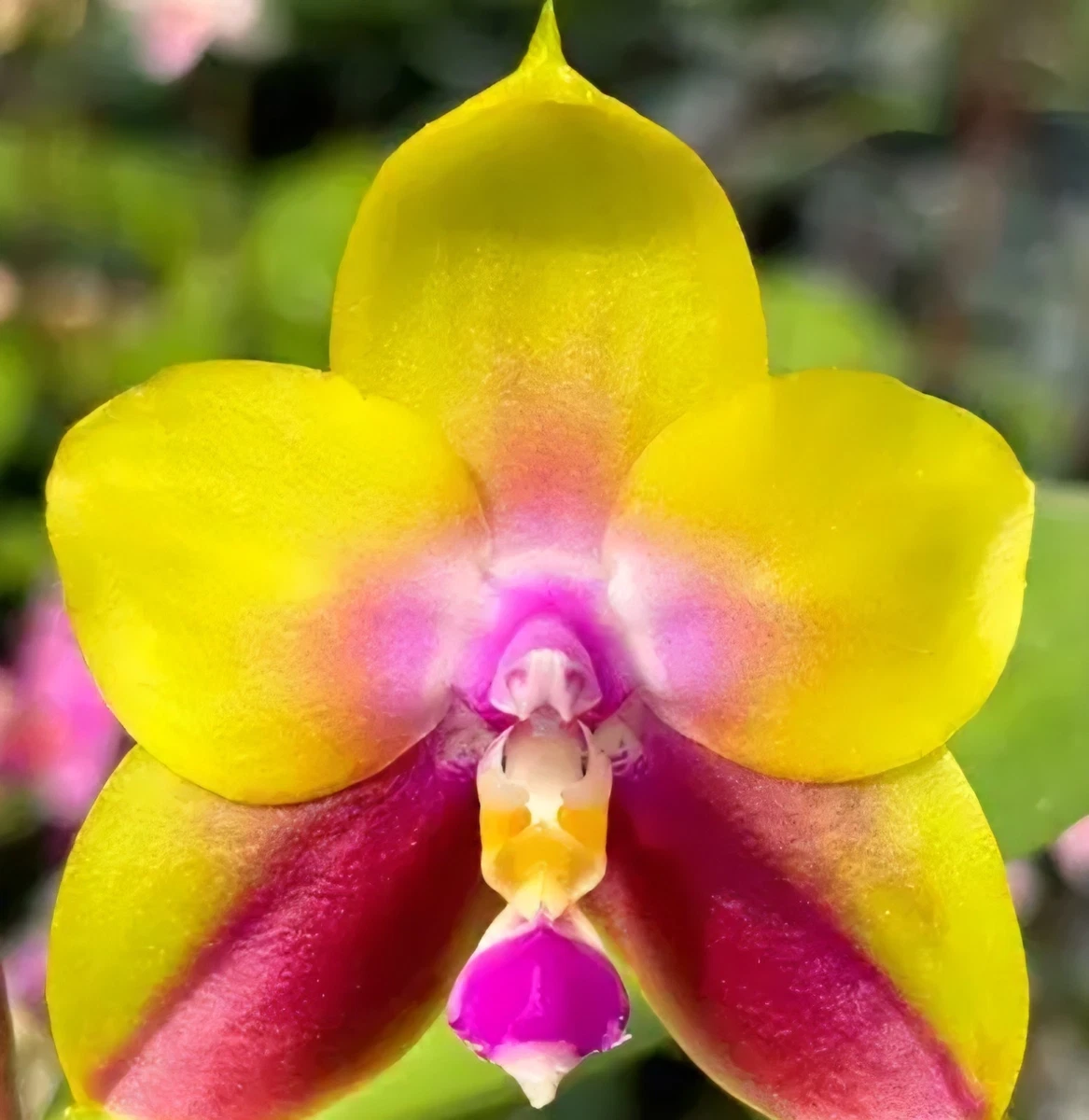 蝴蝶兰兰花| eBay
