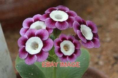 FOTO PRIMULA AURICULA IAN GREVILLE WINTERBOURNE GARDENS