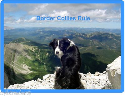 Border Collie Dog Scene Refrigerator / Tool Box Magnet
