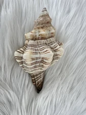Large Striped Melon Murex Seashell 5.5” Natural Beach Decor Conch Shell