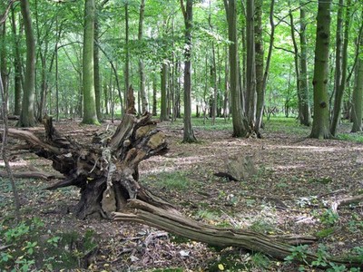 Foto A2 Baumstumpf im Milchwald Little Saxham Dairy Wood liegt a c2012