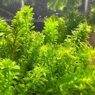 12 STEMS/bunch Anacharis Elodea Densa Egeria - aquarium and/or pond plant