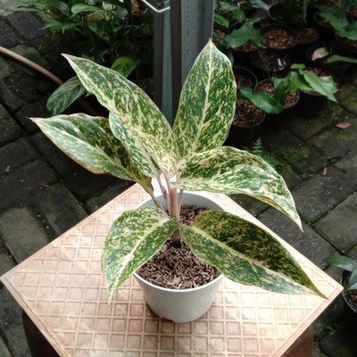 Aglaonema Cleopatra  Exotic Foliage Rare Unique