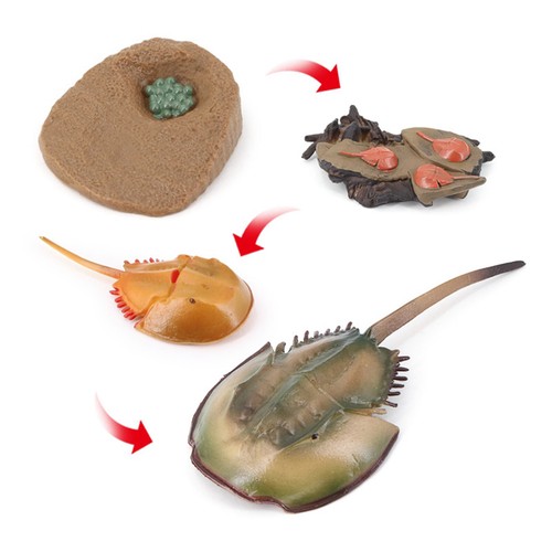 Lifelike Crab Growth Life Cycle Insect Model Kids Early Teaching Toy - Afbeelding 8 van 12