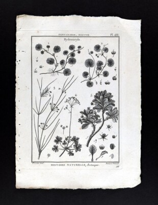 1793 Lamarck Botanical Print Hydrocotyle Species Pennywort Dollar Weed Plant