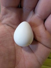 12 Pure Mixed Bobwhite quail eggs 