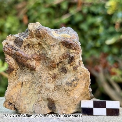 Fossil Jaw Section in Block - Triassic Westbury Formation - Aust Cliff Bristol