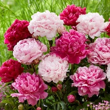 Easy to Grow Peony Double Flowering Mix 5 Plant Root Divisions, Spring Zones 3-8
