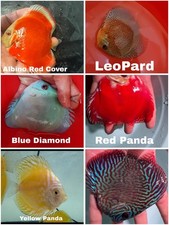 Pack of 6 Discus Fish 3.75 To 4" - Live Fish Aquarium Overnight Shipping