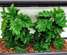 2-Pack Reptile Fake Plants Artificial Hanging Philodendron with Suction Cup