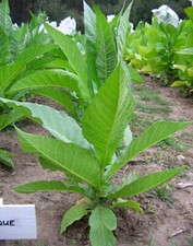 1000 Perique Tobacco Seeds  Heirloom Nicotiana Tabacum  Distinctive Flavor 