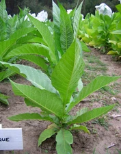 1000 Perique Tobacco Seeds ~ Heirloom Nicotiana Tabacum ~ Distinctive Flavor!