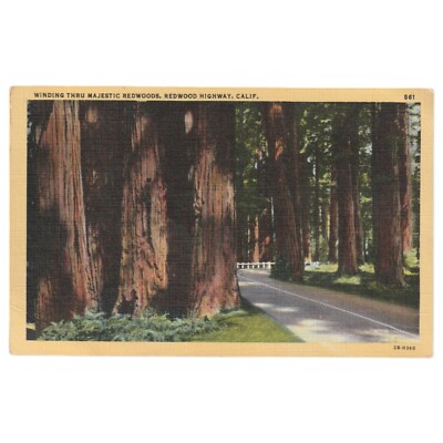 Winding Through Majestic Redwoods Redwood Highway, California 1940's