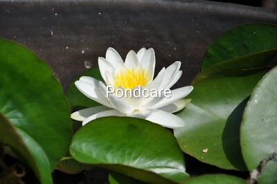 NYMPHAEA ALBA. 🇬🇧 NATIVE .A MUST FOR A WILDLIFE POND ONLY £11.85. FREE POST.