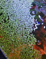 Duckweed Floating Indoor Grown Freshwater Aquarium Plant .75 oz  By Weight 