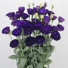 Lisianthus Seeds Lisianthus Arosa 3 Violet Cut Flower 25 Seeds