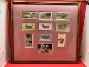 Collectible Dandie Dinmont Terrier items Framed Cigarette Cards