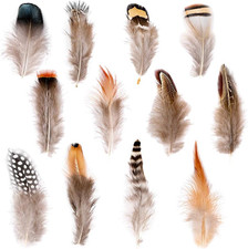 240Pcs 12 Styled Natural Feathers Assorted Mixed Feathers for Jewelry and Dream
