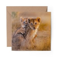 1 x Blank Greeting Card Wild African Lion Cubs Africa Big Cat #14888