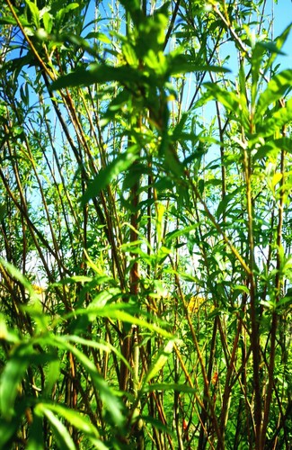 Premium Willow Cuttings - Hybrid super fast growing cuttings X 100 - Length 30cm - Picture 3 of 5