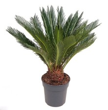 Palma giapponese Cicas "Cycas revoluta" pianta in vaso  25 cm