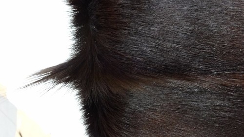 Dyed African Deer Skin Assorted dyed colors African springbok antelope hides - Picture 37 of 41