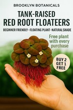 Red Root Floaters Live Aquarium Plant Easy Surface Grower Free Shipping USA