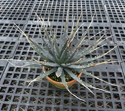 Agave utahensis var. eborispina-iconic! large offsets from a seed grown  founder | eBay
