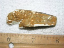 Dinosaur fossil tooth Spinosaurus Cretaceous Era bigger 2 inch long A6